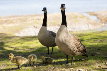 Семья гусей