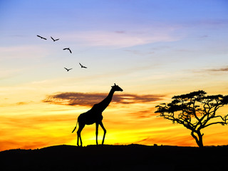 Fototapeta na wymiar jirafa en el paisaje