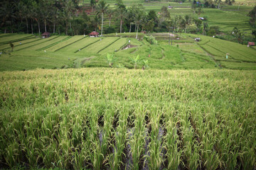 Rice field in Jatiluwih, Bali, Indonesia