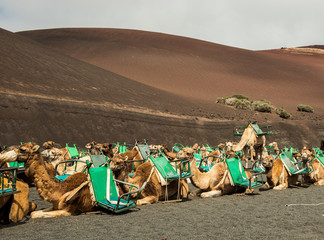 Caravan of camels in the desert on Lanzarote 
