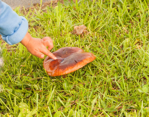 Child's hand touches a mushroom