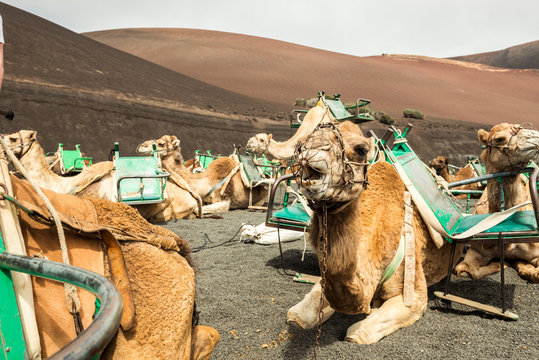 Caravan Of Camels In The Desert On Lanzarote 