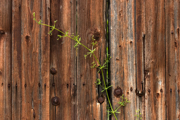 old wooden gate and grass