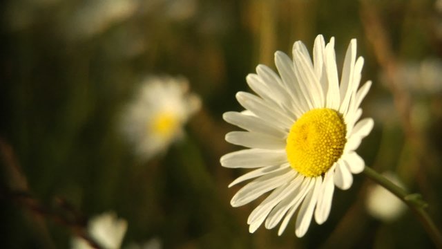 A single daisy rustles in the wind with grass and other daisies out of focus
