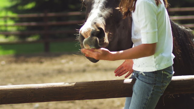 A young girl on a fence feeds a horse in his pen