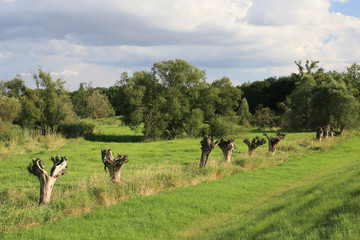 Kopfweiden im Oderbruch
