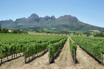 Vineyards landscape near Franschhoek