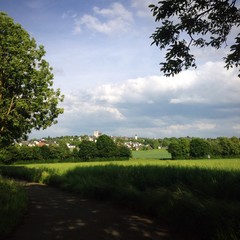 münstermaifeld