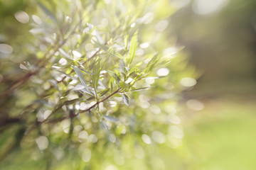 Green background with bokeh with branches of willow.