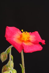 Helianthemum