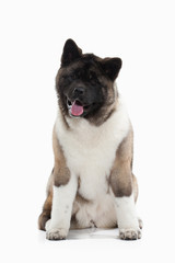 Dog. American Akita puppy of white background