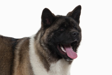 Dog. American Akita puppy of white background
