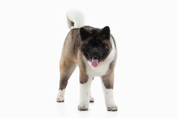 Dog. American Akita puppy of white background