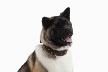 Dog. American Akita puppy of white background