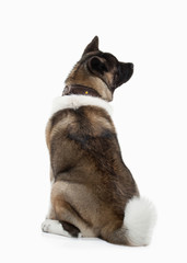 Obraz premium Dog. American Akita puppy of white background