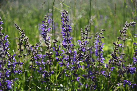 fiori di campo viola rosa 