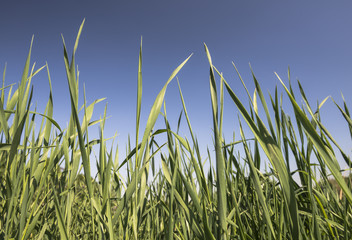 Obraz premium Зеленая трава на фоне неба.