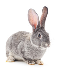 Grey rabbit . © voren1