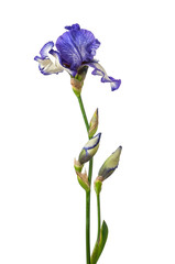 purple iris isolated