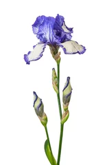 Fotobehang Iris paarse iris geïsoleerd