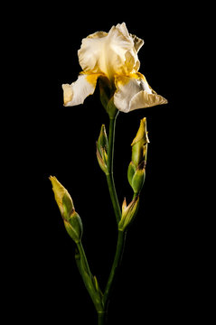 Yellow iris isolated