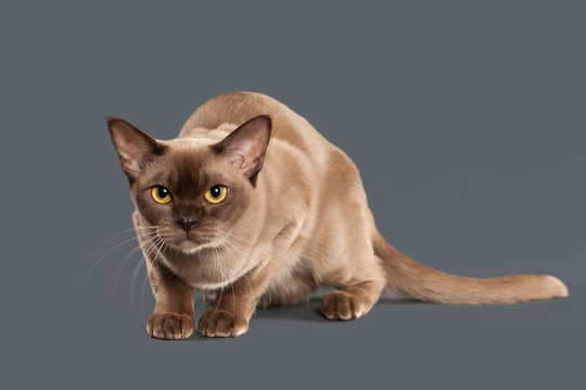 Cat. Chocolate Burmese cat of gray background