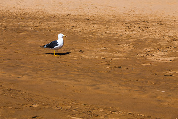 Seagull on yellow sand