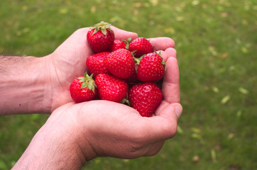 Hands keeping some red strawberries