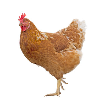 Rhode Island Red farm chicken, hen over white