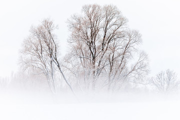 Fototapeta premium Winterland