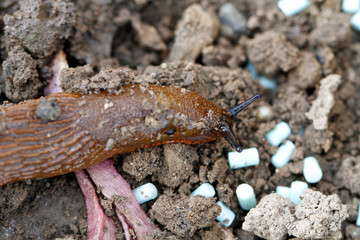 nacktschnecken