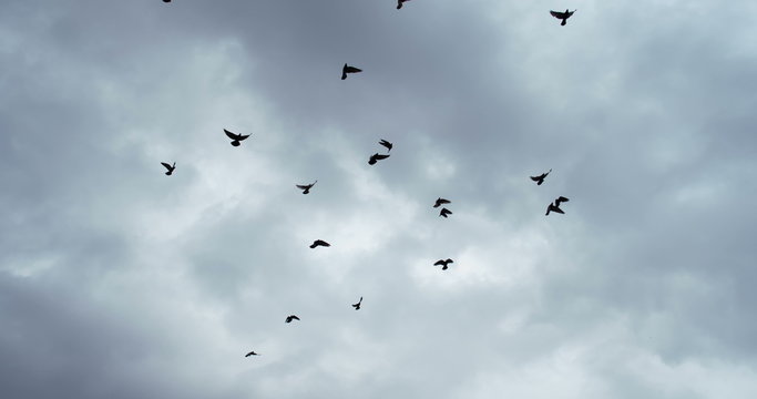 Flock of Birds in the Gloomy Sky
