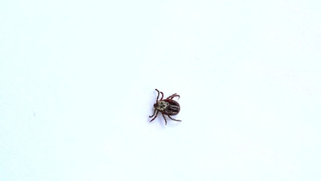 Tick lies upside down, turns over and crawls away