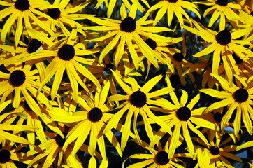 Rudbeckia fulgida