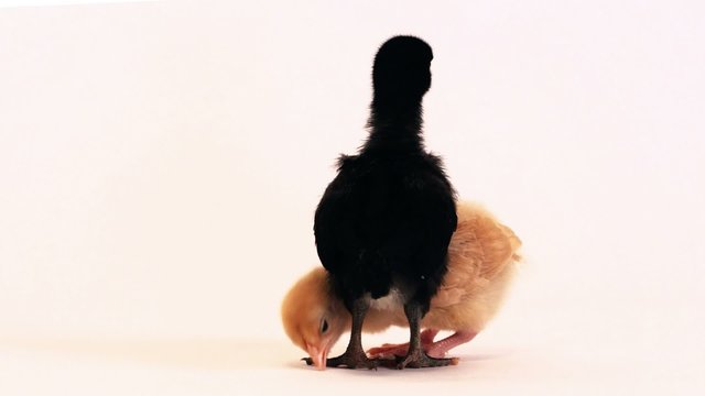Baby Chicks black and white pair