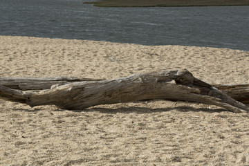 Driftwood log lying on a sandy beach.