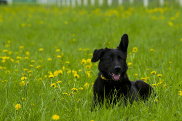 The black dog in the green grass.