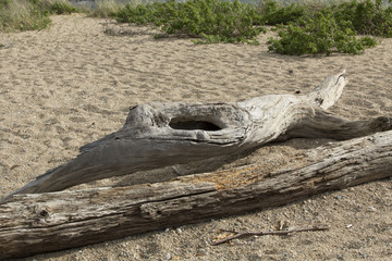 Driftwood logs, one with a hole, lying on a sandy beach.