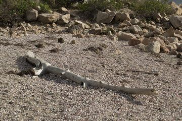 Driftwood logs, one with a hole, lying on a sandy beach.