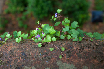 Montauban. Rempart de La Mandoune, petites fleurs