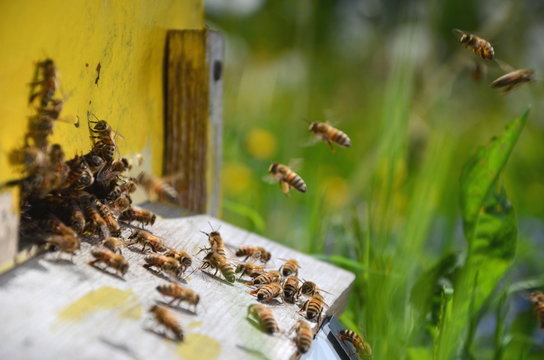 pszczoły wlatujące do ula w pasiece