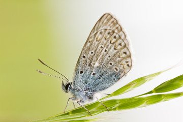 Fototapeta na wymiar butterfly in the grass