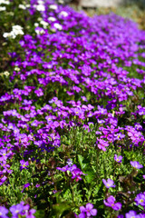 Fototapeta premium Blaukissen