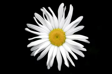 Foto auf Acrylglas Gänseblümchen Giant daisy flower in garden singular ,against black background