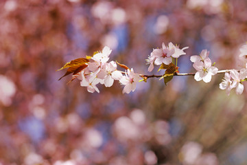 Spring flowers on the tree