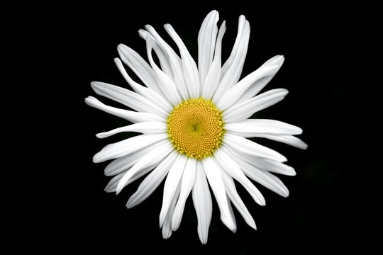 Fototapeta Giant daisy flower in garden singular ,against black background