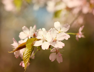Spring flowers on the tree