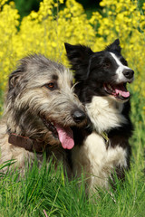 Ire und Border im Raps