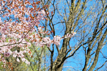 Spring flowers on the tree
