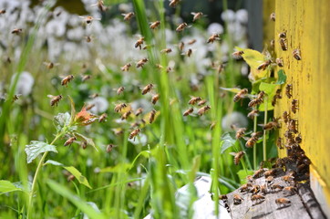 pszczoły wlatujące do ula w pasiece